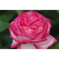 Rožė - Rosa ANTIKE 89