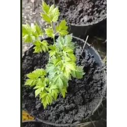 Blakėžudė - Cimicifuga RACEMOSA