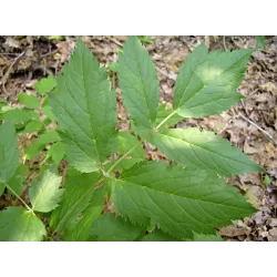 Blakėžudė - Cimicifuga RACEMOSA