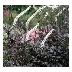 Blakėžudė - Cimicifuga ramosa Brunette