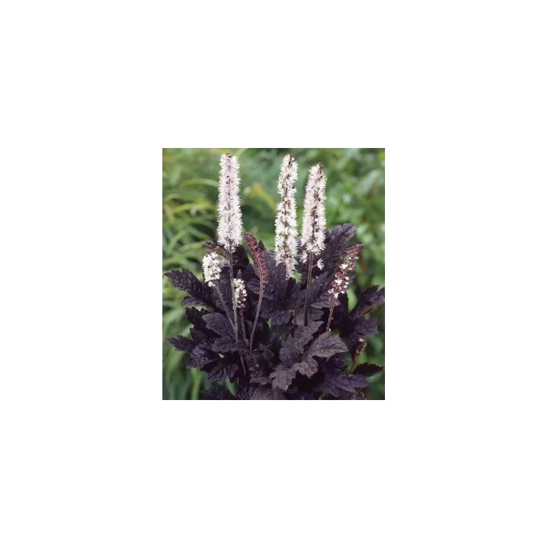 Juodžolė (blakėžudė) - Actaea (cimicifuga) simplex BRUNETTE