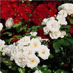 Rožė - Rosa ASPIRIN ® (Taniripsa) Tantau® vazone