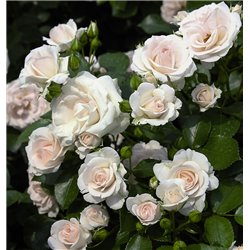 Rožė - Rosa ASPIRIN ®