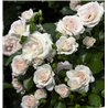 Rožė - Rosa ASPIRIN ®