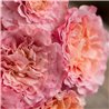 Rožė - Rosa Augusta Luise (Tangust) Tantau®  Nostalgic Roses® C4 gyva foto 2022-07-05