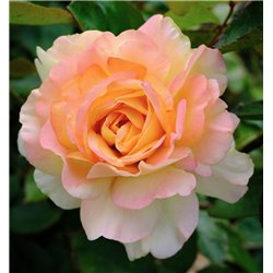 Rožė - Rosa AUGUSTA LUISE ®