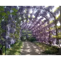 Wisteria sinensis