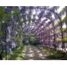 Wisteria sinensis