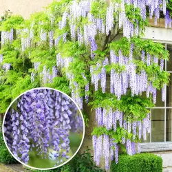 Kininė visterija - Wisteria sinensis
