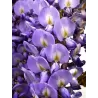 Kininė visterija - Wisteria sinensis