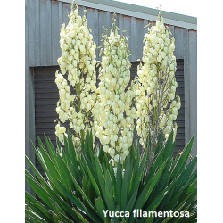 copy of Pluoštinė juka - Yucca filamentosa P22C7.5 35-40CM gyva foto 2021-08-27