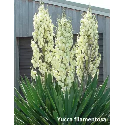 Pluoštinė juka - Yucca filamentosa