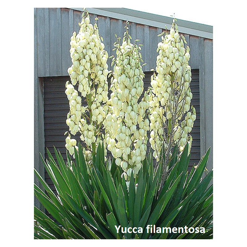Pluoštinė juka - Yucca filamentosa