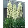 Pluoštinė juka - Yucca filamentosa