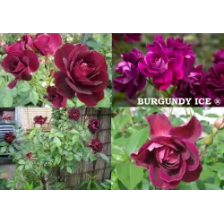 Rožių sodinukai internetu - Burgundi Ice (Prose)