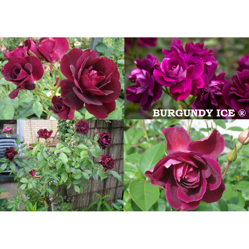 copy of Rožė - Rosa BURGUNDY ICE ® (Prose) Weeks® užsakymas 2023 m