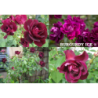 Rožė - Rosa BURGUNDY ICE ®