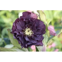 Čėras - Helleborus Double Ellen® PURPLE