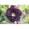 Čėras - Helleborus Double Ellen® PURPLE