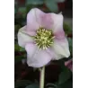 Čėras - Helleborus Pretty Ellen PINK