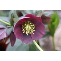 Čėras - Helleborus Pretty Ellen RED