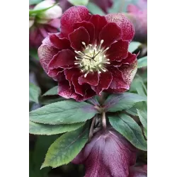 Čėras - Helleborus Double Ellen® FLASH