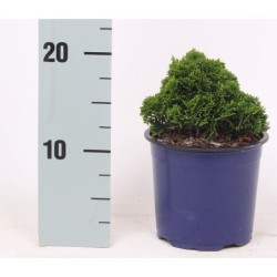 Bukasis puskiparisis - Chamaecyparis obtusa NANA GRACILIS
