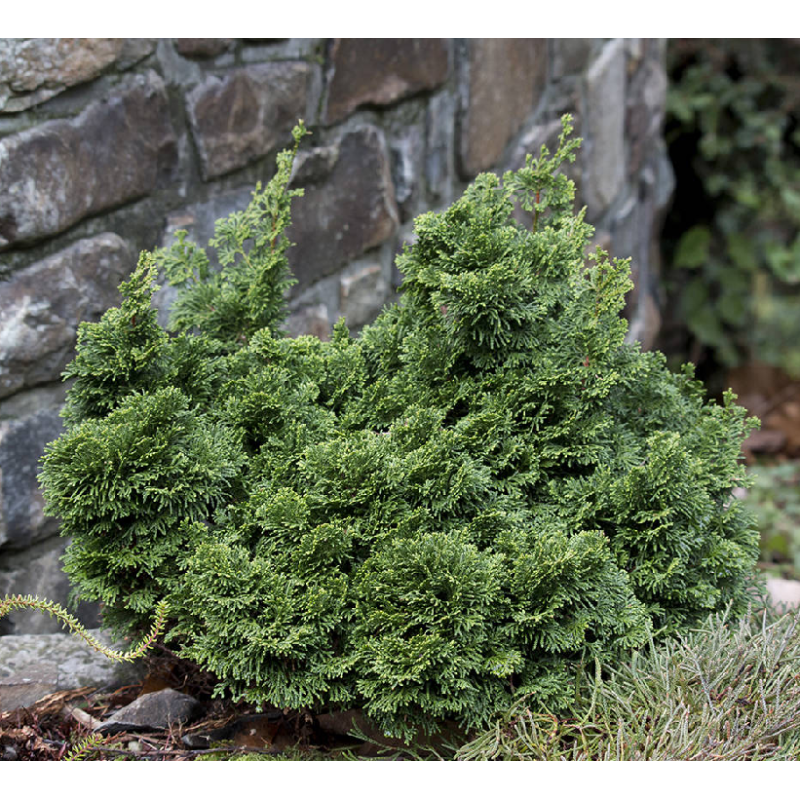 Bukasis puskiparisis - Chamaecyparis obtusa NANA GRACILIS