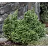 Bukasis puskiparisis - Chamaecyparis obtusa Nana Gracilis