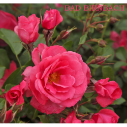 Rožė - Rosa BAD BIRNBACH ®