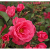 Rožė - Rosa BAD BIRNBACH ®