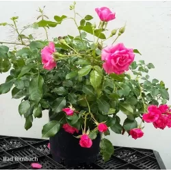 Rosa BAD BIRNBACH