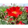 Rožė - Rosa BASSINO