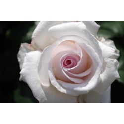Rožė - Rosa BELMONTE