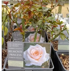 Rožių krūmai internetu su pristatymu į namus