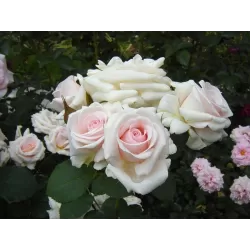 Rožių krūmai internetu su pristatymu į namus