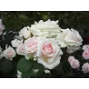 Rožė - Rosa BELMONTE