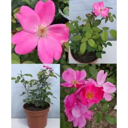 Rožių krūmai internetu su pristatymu į namus