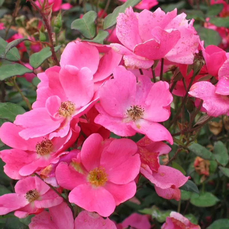 Rožių krūmai internetu su pristatymu į namus