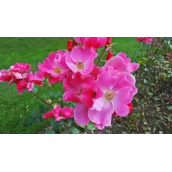 Rožių krūmai internetu su pristatymu į namus