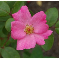 Rožė - Rosa BETTY PRIOR ®