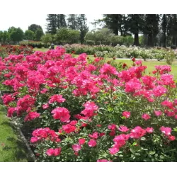 Rožių krūmai internetu su pristatymu į namus