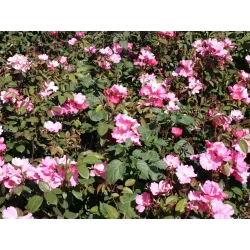 Rožių krūmai internetu su pristatymu į namus