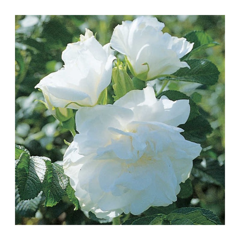 Rožė - Rosa BLANC DOUBLE DE COUBERT
