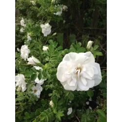 Rožė - Rosa BLANC DOUBLE DE COUBERT