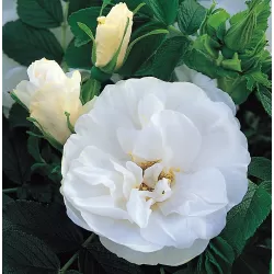 Rožė - Rosa BLANC DOUBLE DE COUBERT