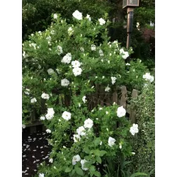 Rožė - Rosa BLANC DOUBLE DE COUBERT
