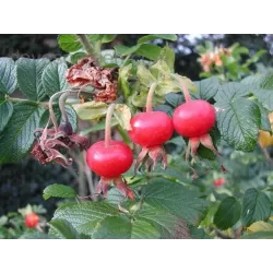 Rožė - Rosa BLANC DOUBLE DE COUBERT