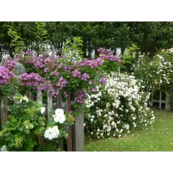 Rožė - Rosa BLANC DOUBLE DE COUBERT