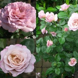 Rožė - Rosa BLUE GIRL ®